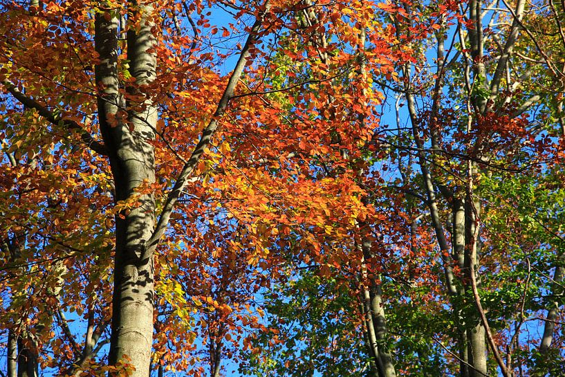 Prachtige beuk van Thomas Jäger