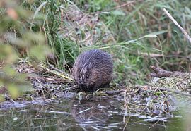 jonge Europese bever Zwabische Alb Baden Wuerttemberg Duitsland