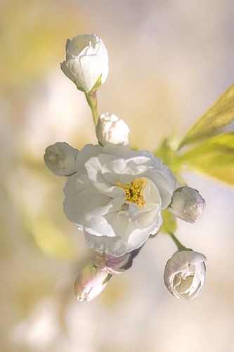 Lente