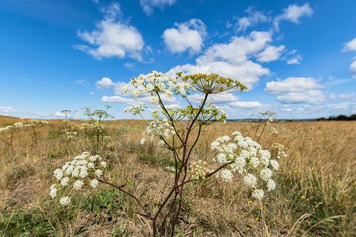 Weidebloemen Groß Zicker, schiereiland Mönchgut