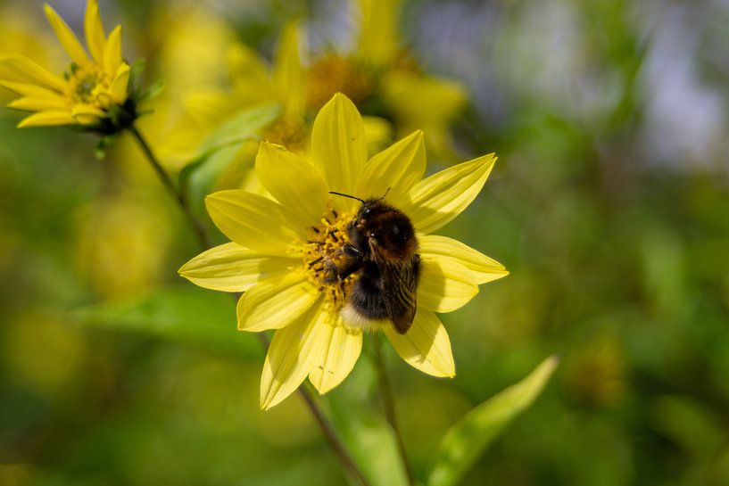 Helianthus giganteus and Hommel by Anjo ten Kate