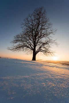 Zonsondergang aan een boom met schommel in de winter van Leo Schindzielorz