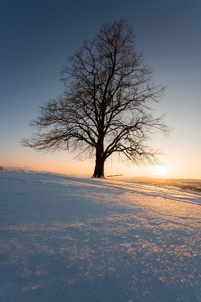 Sunset on a tree with swing in winter by Leo Schindzielorz