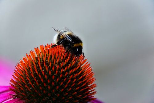 Een hommel op de echinacea.