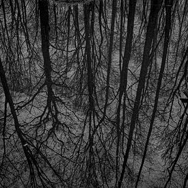 Reflet de la cime des arbres dans une eau marécageuse sur Ullrich Gnoth