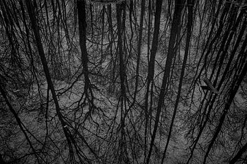 Reflet de la cime des arbres dans une eau marécageuse sur Ullrich Gnoth