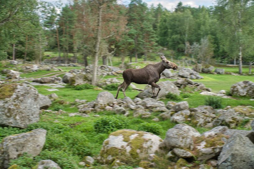 Moose in the nature of Sweden by Martin Köbsch