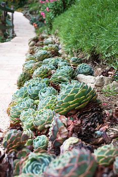 Garden in Costa Rica