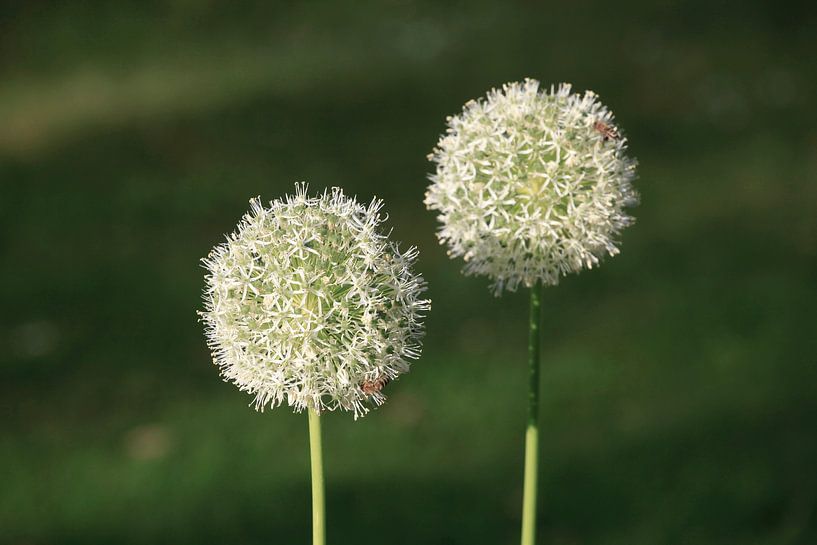 Allium von Thomas Jäger