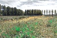Flowering meadow III