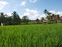 Rijsvelden Bali