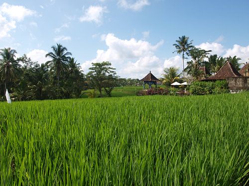 Rijsvelden Bali