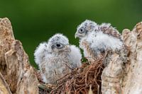 Young kestrels