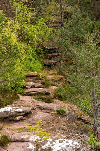 Chemin de randonnée dans la forêt du Palatinat