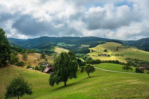 Hilly landscape in the Black Forest Germany