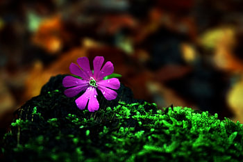 Little flower in the fall