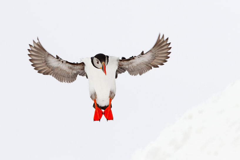 Landende Papegaaiduiker van AGAMI Photo Agency