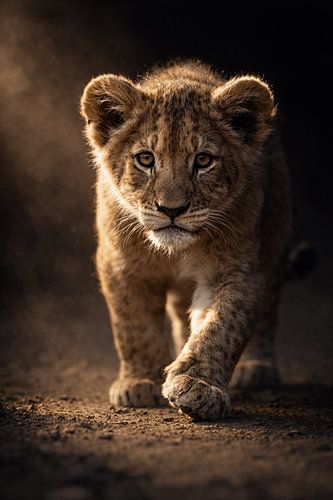 A king's first steps