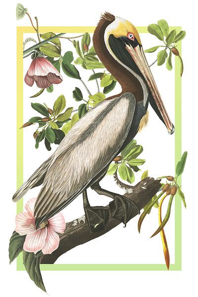 Brown Pelican by Jadzia Klimkiewicz