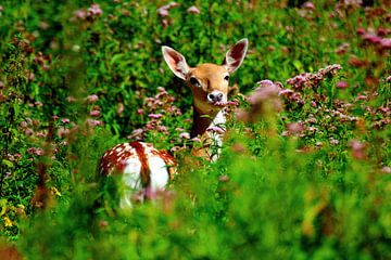 Oog in oog met Bambi van Marcel Scheel
