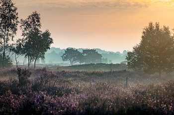 Morgentau an einem sonnigen Morgen | Kalmthout Heide