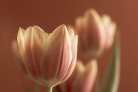 Macro tulip by Dieter Walther