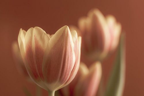 Macro tulp
