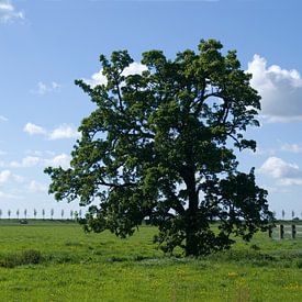 Eenzaam. von Bas Smit