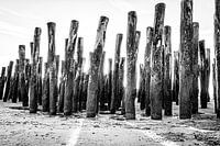 Wooden pile heads on the French coast