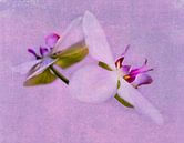 Orchideeën roze par Anouschka Hendriks Aperçu