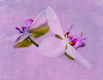 Orchideeën roze by Anouschka Hendriks