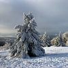 Verschneite Bäume am Kreuzberg in der Rhön von Martin Flechsig