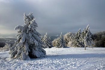 Verschneite Bäume am Kreuzberg in der Rhön