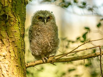 Tawny owl sees a fly by Harry Punter