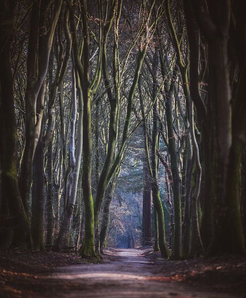 Mysterious by Evelien Scholten