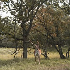 Deer von Lisa Vollebregt