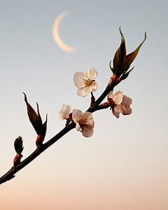 Stille Elemente