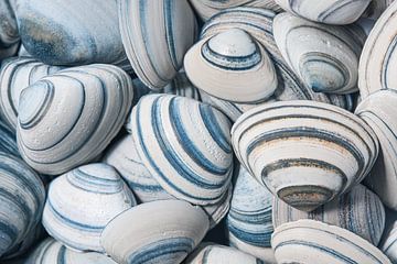 Striped shells in different shades of blue and brown