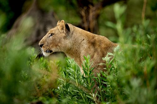 Lionne dans la réserve de Moremi, Botswana