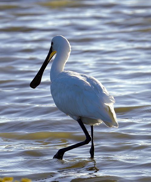 Spooner by fb-fotografie