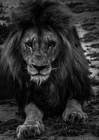 Panthera leo