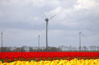 Beautiful Dutch landscape with yellow and red tulips