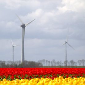 Beautiful Dutch landscape with yellow and red tulips sur Frouwkje Fotografie