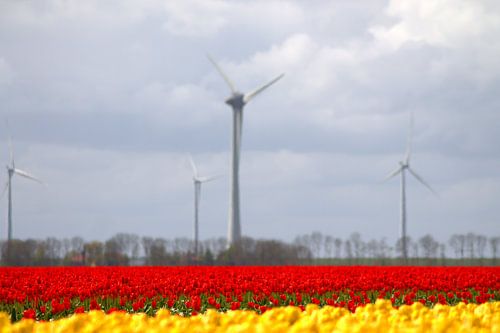 Tulpen met windmolen