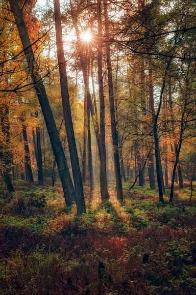 Posbank dans la lumière par Rob van der Teen