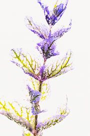 Salbei in Eis 2 von Marc Heiligenstein