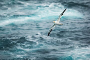 Libre comme un oiseau sur Daniela Beyer