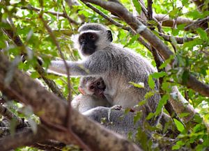 Mother and child, Kruger National Park, South Africa von Rebecca Dingemanse