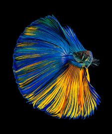Yellow & Blue by Andi Halil