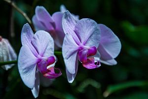 Midnight Orchids van Qeimoy